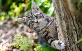 Kitten peeking tree trunk woods - aloysius okelly free wallpaper