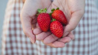 Strawberries hands checkered background closeup - evaline ness free wallpaper