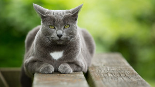 Gray cat white heart wooden - a white heart free wallpaper