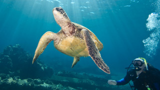 Scuba man turtle underwater ocean - free bikini wallpaper for desktop