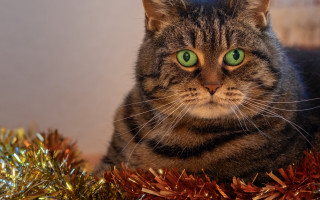 Cat green eyes autumn tinsel - brenda chamberlain free wallpaper