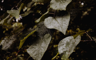 Leaf water droplets rain branch - a leaf free wallpaper for desktop