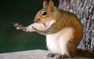 Squirrel ledge eating shock art - shock art free wallpaper
