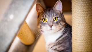 Black cat yellow eyes blurry 2 - post free wallpaper