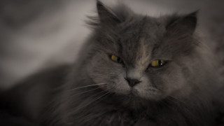 Black cat yellow eyes serious - angry free wallpaper