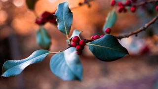 Branch red berries green leaves 2 - red berry free wallpaper