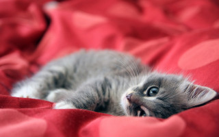 Kitten red blanket blue eyes - sharp claw free wallpaper