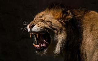 Lion open mouth realistic sharp - mouth wide free wallpaper for desktop