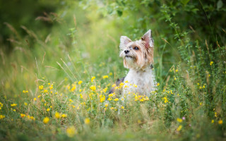 Small dog flower field forest - a few yellow flower free wallpaper for desktop