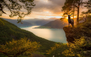 Deer cliff lake mountains sunset - a deer free wallpaper
