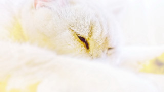 White cat yellow eyes rococo - free cats wallpaper