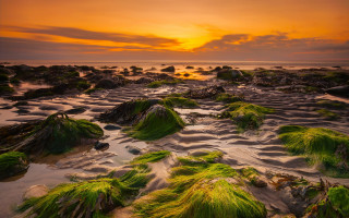Algae rocks beach sunset clouds - the background and a sun setting free wallpaper