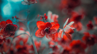 Red flower butterfly bokeh macro - a red flower free wallpaper