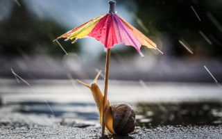 Snail under colorful umbrella rain - a snail free wallpaper