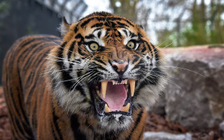 Tiger open mouth teeth missing 2 - tooth free wallpaper