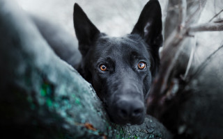 Black dog orange eyes rock - orange eye free wallpaper