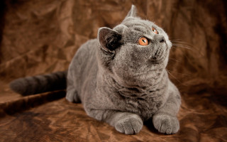 Curious gray cat on brown - surrealism free wallpaper