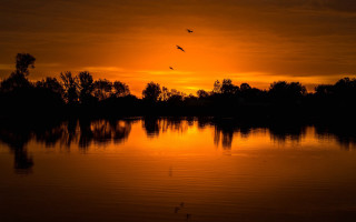 Sunset bird over water trees - the background and a bird free wallpaper