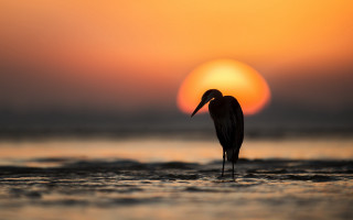 Bird water sunset silhouette ocean - a long beak free wallpaper