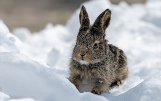 Small rabbit in snow curious - a small rabbit free wallpaper
