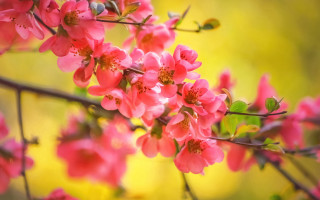Branch pink flowers yellow blurry - a branch of a tree free wallpaper for desktop