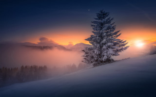 Lone tree snowy hill sunset 2 - a snowy hill free wallpaper