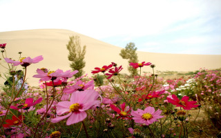 Pink flower field sand dune - amir zand free wallpaper