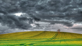 Lone tree stormy cloudy field - overhead in the distance free wallpaper