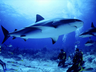 Scuba divers shark ocean group - underwater free wallpaper for desktop