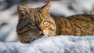 Curious green eyed cat in - a curious look free wallpaper