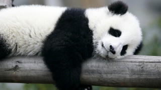 Panda sleeping on branch cute - a log free wallpaper