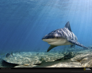 Shark swimming ocean fish nearby 2 - photoreal free wallpaper