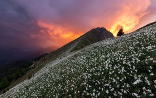 Flower field mountains sunset lone - the hill free wallpaper