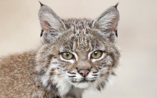 Cat closeup blurrybackground naturalism portrait - a small amount of light free wallpaper