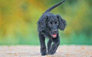 Black dog running dirt field - a dirt field free wallpaper