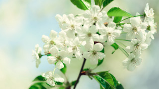 Tree branch white flowers green 2 - white flower free wallpaper