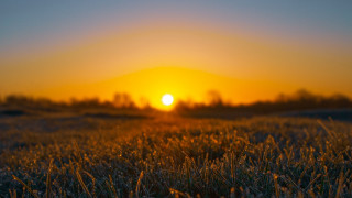 Sunset field trees yellow sun - grass and trees free wallpaper
