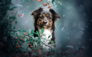 Dog tree berries sad aurora - berry free wallpaper