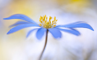 Blue flower yellow stamens macro 3 - colin moss free wallpaper