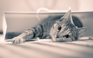 Surprised cat on box blackwhite - a box free wallpaper for desktop