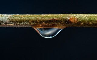 Water drop branch macro sunset - a dark background behind free wallpaper