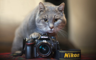 Cat camera strap camera side - a camera free wallpaper for desktop