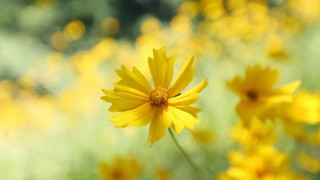 Yellow flower field bokeh macro 9 - green grass and trees free wallpaper