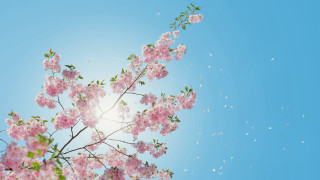 Pink flower tree sky bubbles - the branch free wallpaper