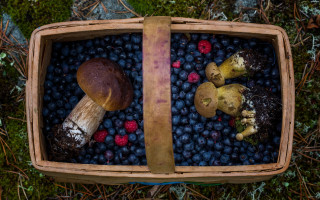 Basket blueberries mushrooms bread forest - berry free wallpaper