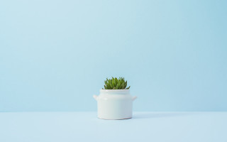 White pot green plant blue - minimalist free wallpaper for desktop