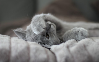 Curious cat laying on blanket - grey free wallpaper