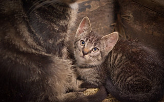 Cat hay bales assemblage realistic - another cat free wallpaper