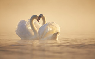 Foggy swan duo neoromantic animal - their neck free wallpaper