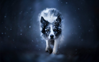 Dog snow night photorealistic aurora - a dog free wallpaper for desktop